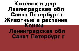 Котёнок в дар! - Ленинградская обл., Санкт-Петербург г. Животные и растения » Кошки   . Ленинградская обл.,Санкт-Петербург г.